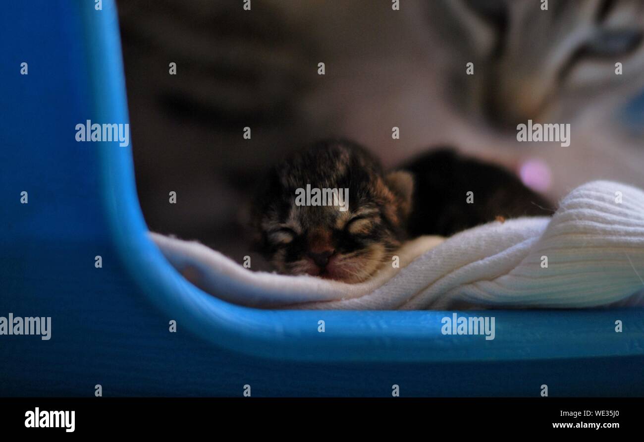 Newborn Kitten Sleeping Stock Photo Alamy