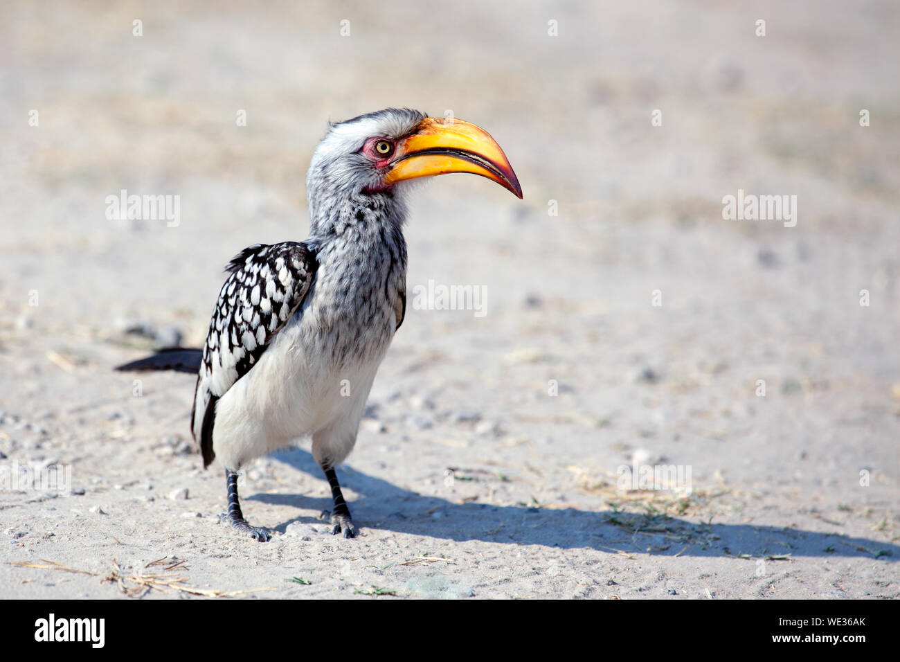 Hornbill bird with bright yellow beak stands on the ground close up on