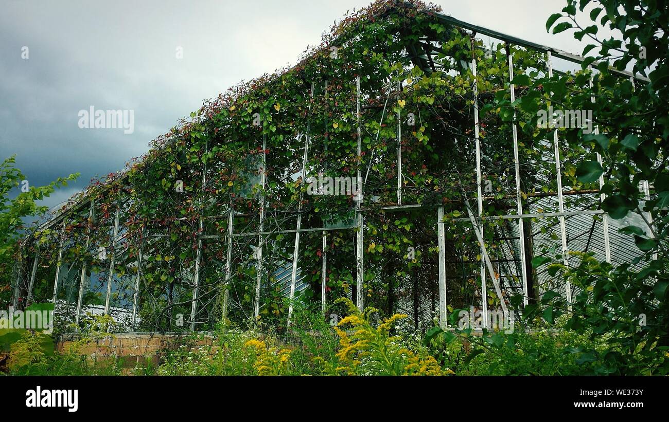 Abandoned plants nursery hi-res stock photography and images - Alamy