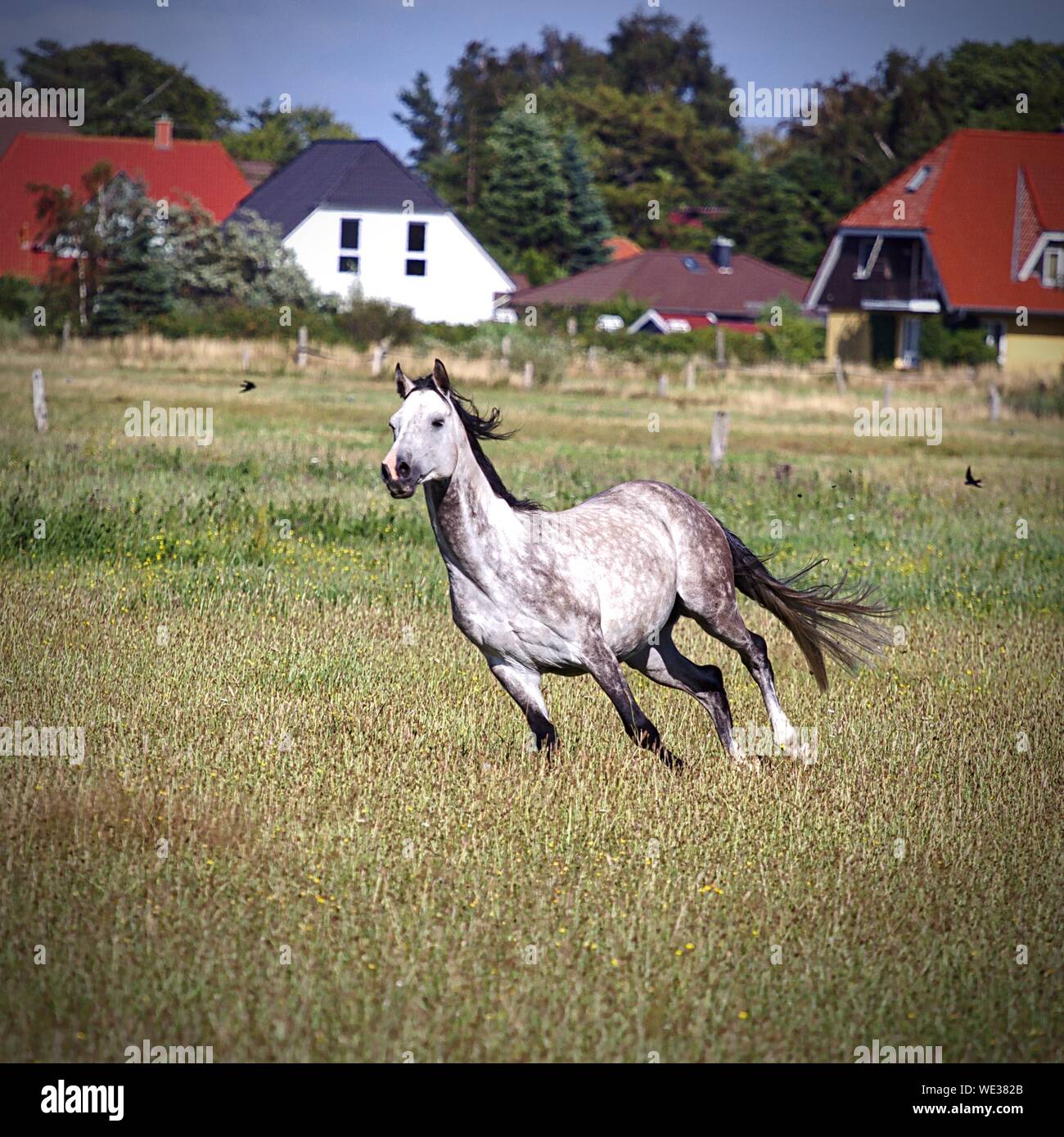 Horse Running On Pasture Stock Photo Alamy