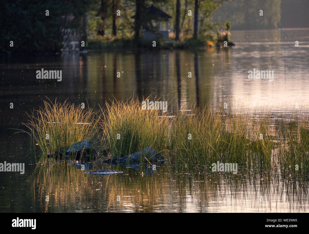 Beautiful evening light with grass and water reflections at summer evening in Finland Stock Photo