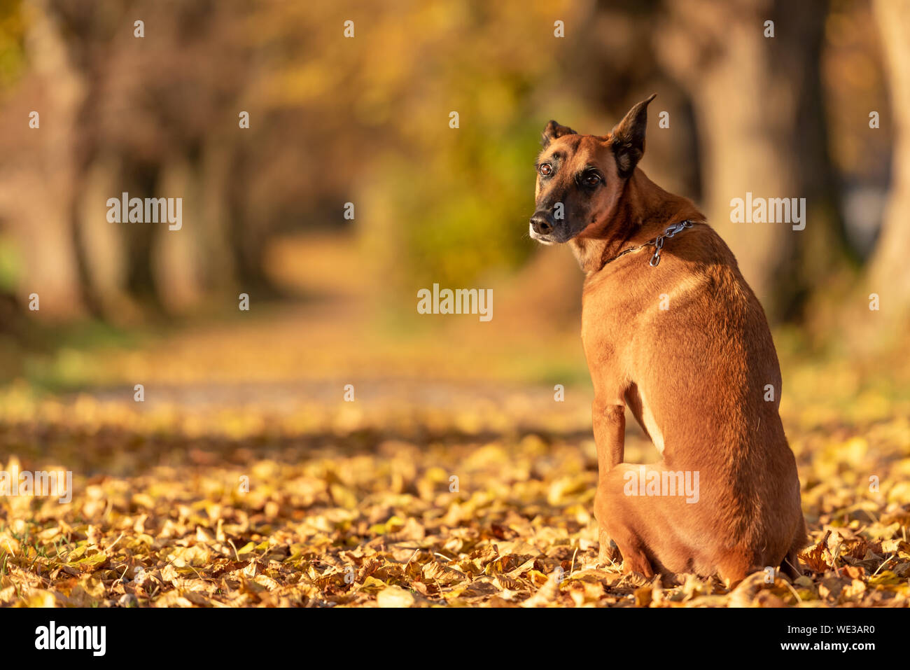 rhodesian ridgeback malinois mix