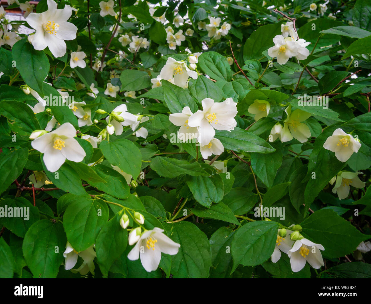 Blooming jasmine tree. Popular aroma flowers Stock Photo