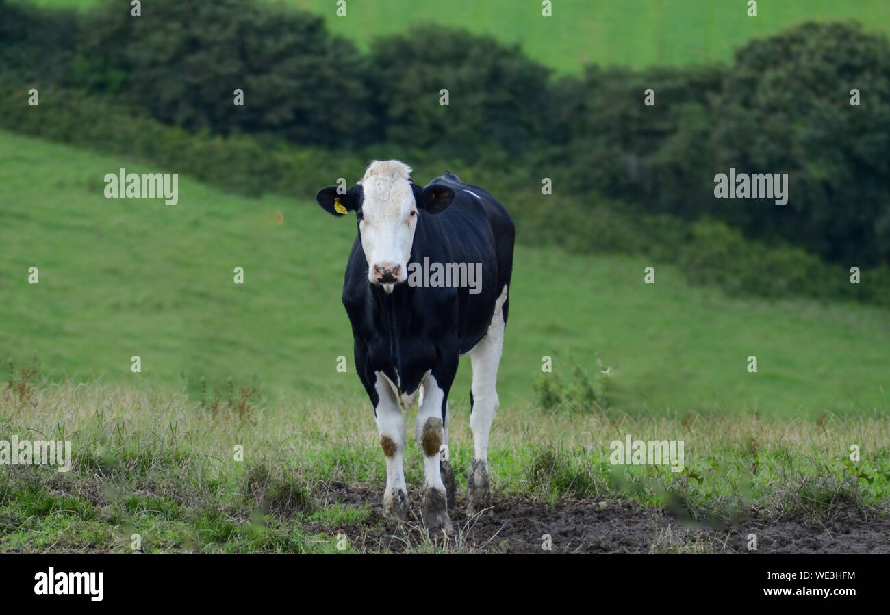 Single black and white cow in green field Stock Photo - Alamy