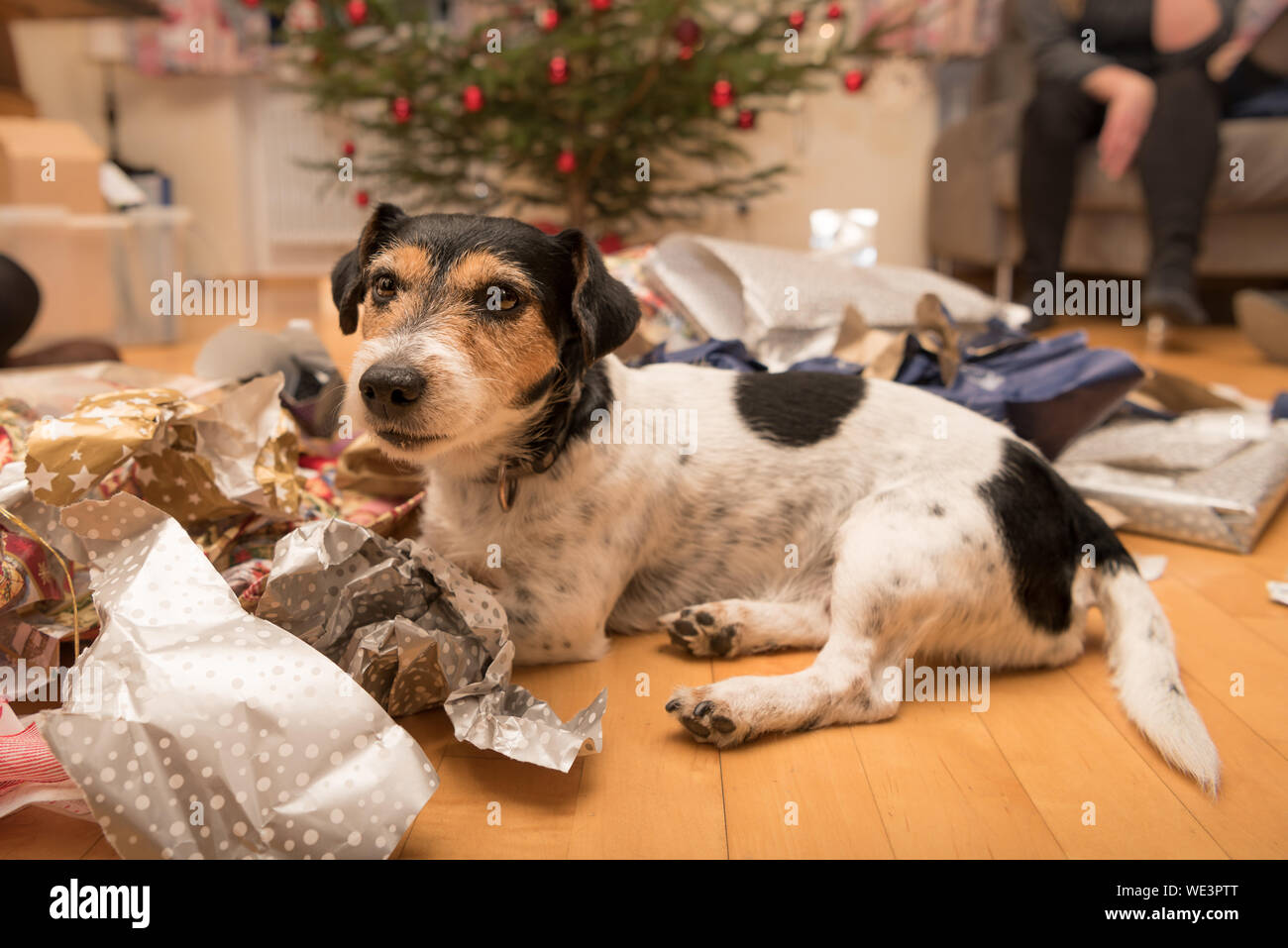 Two Christmas Jack Russell Terrier dogs after unpacking the gifts and presents. Stock Photo
