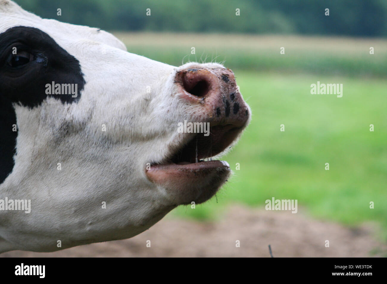 mooing cow