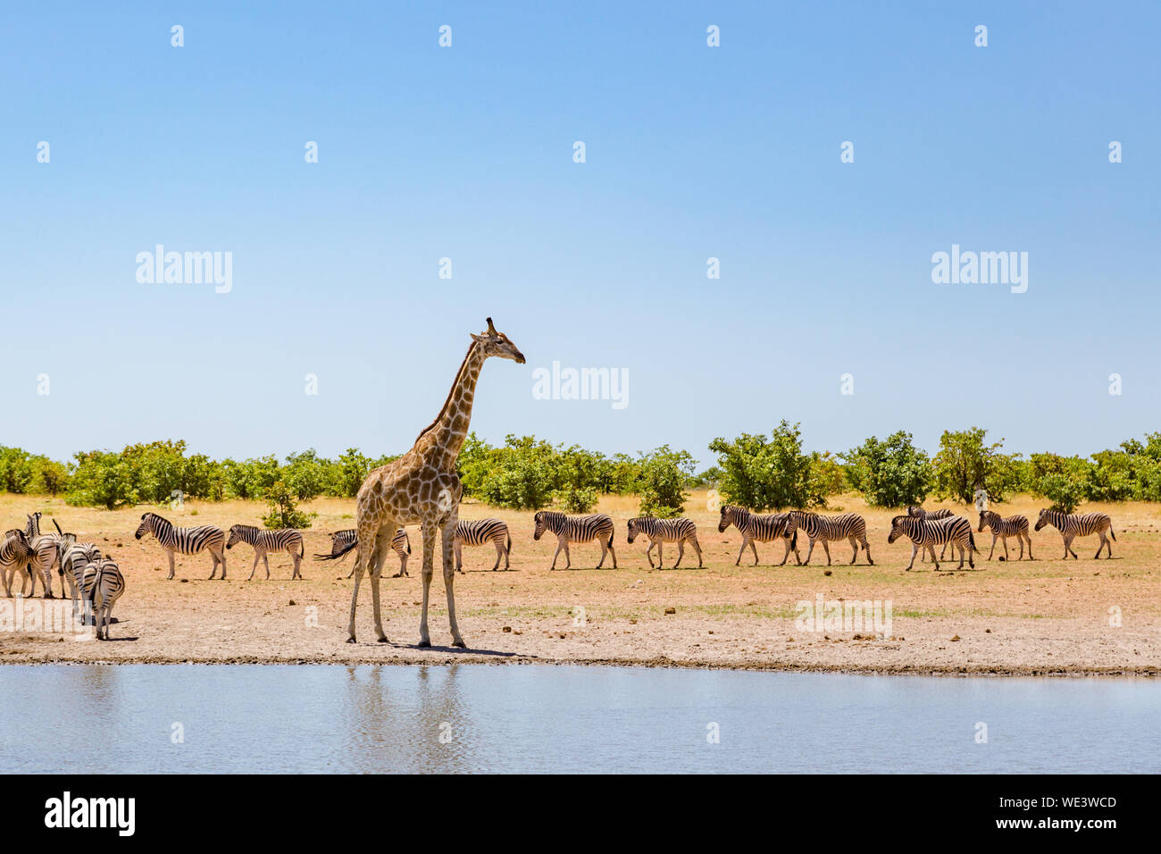one natural giraffe and group of zebras standing at water in savanna Stock Photo
