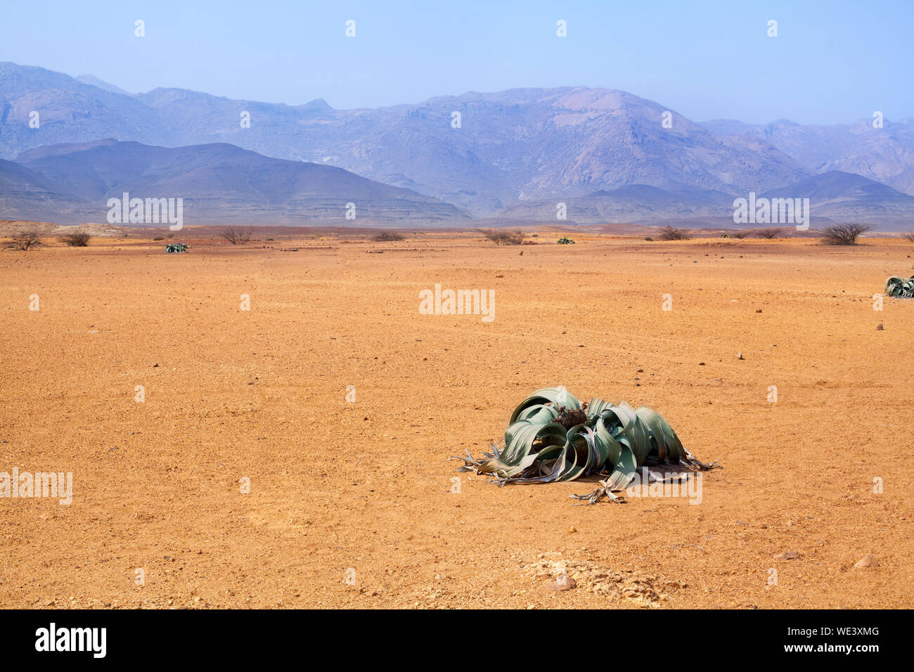 Welwitschia mirabilis flower in Namib desert on sand, blue sky and mountains background, ancient endemic desert plant of Namibia and Angola, Africa Stock Photo