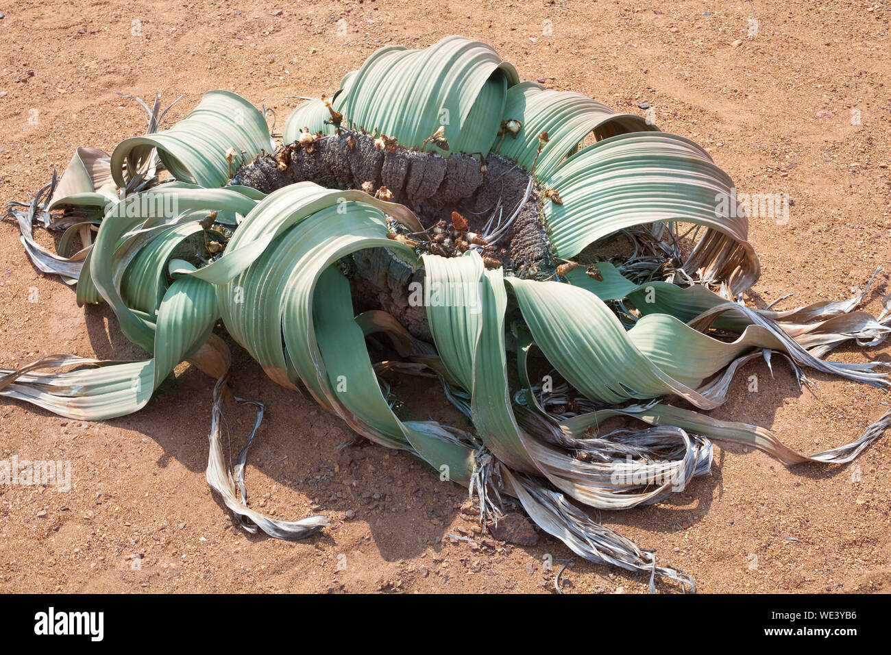 Welwitschia mirabilis flower on Namib desert background top view close up, ancient endemic desert plant of Namibia and Angola, Southern Africa Stock Photo