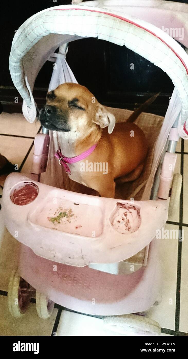 Cute Chihuahua Dog Sitting In Baby Pram Stock Photo Alamy
