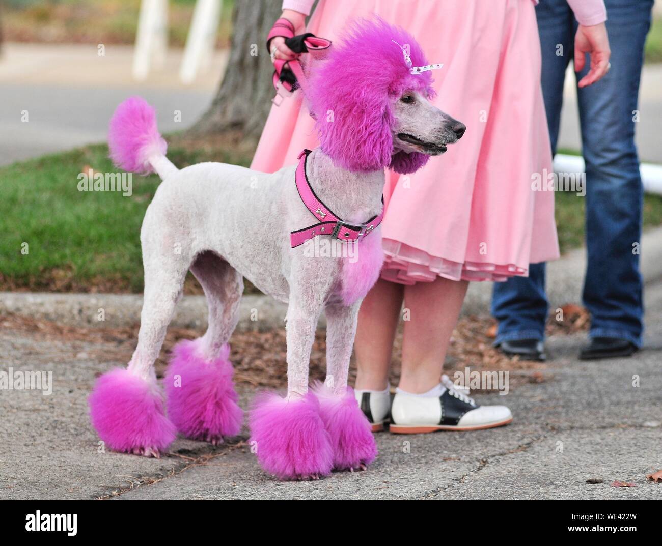 Pink poodle hi-res stock photography and images - Alamy
