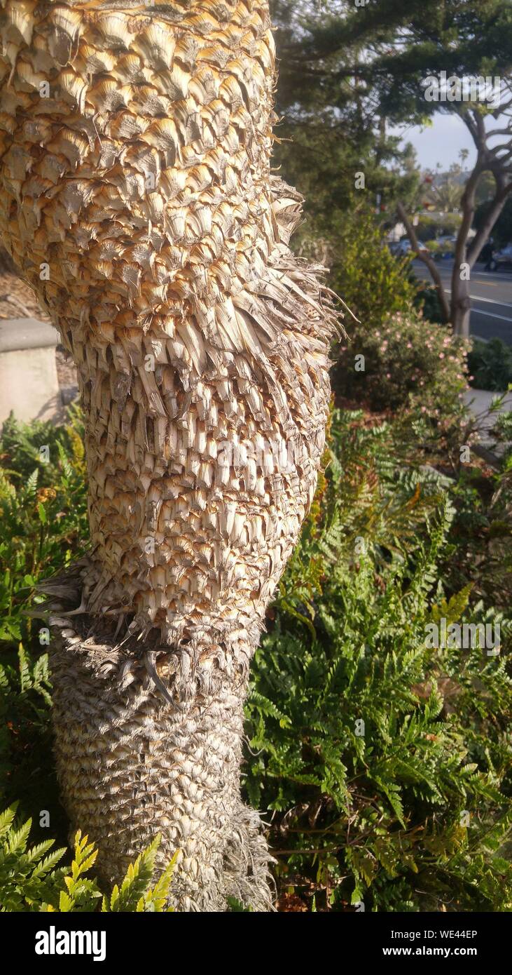 Man made palm tree hires stock photography and images Alamy