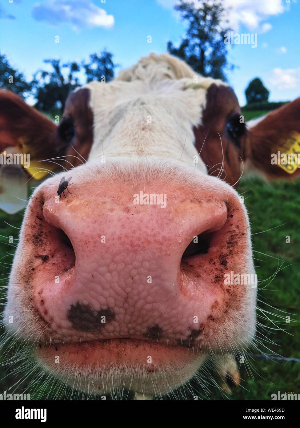 Cows nose hires stock photography and images Alamy