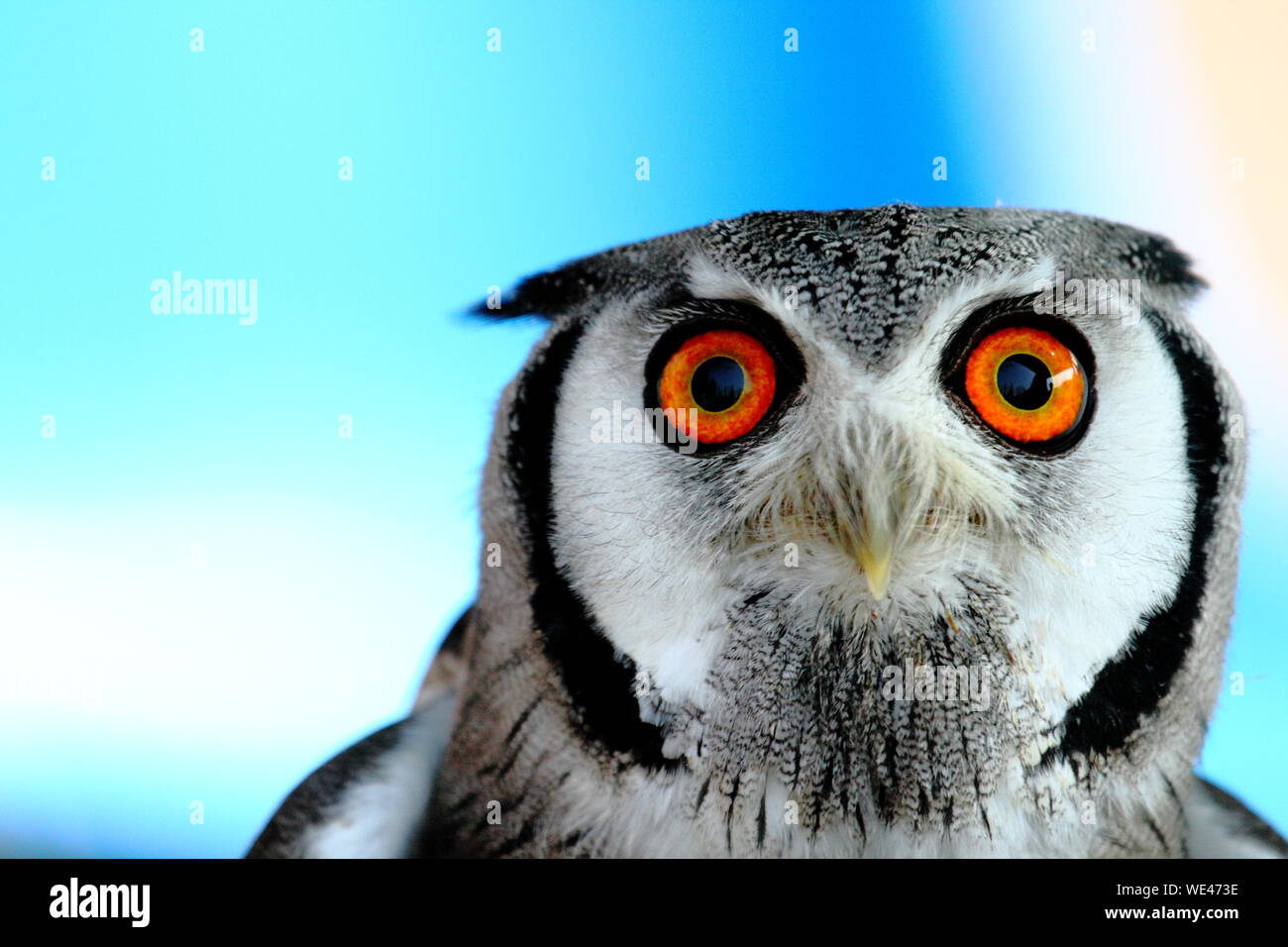 Close-up Headshot Of An Alert Owl Stock Photo