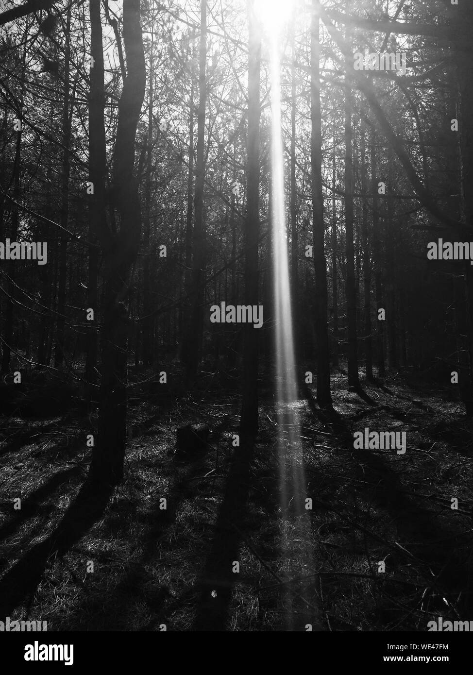 Sun Shining Through Trees Stock Photo Alamy