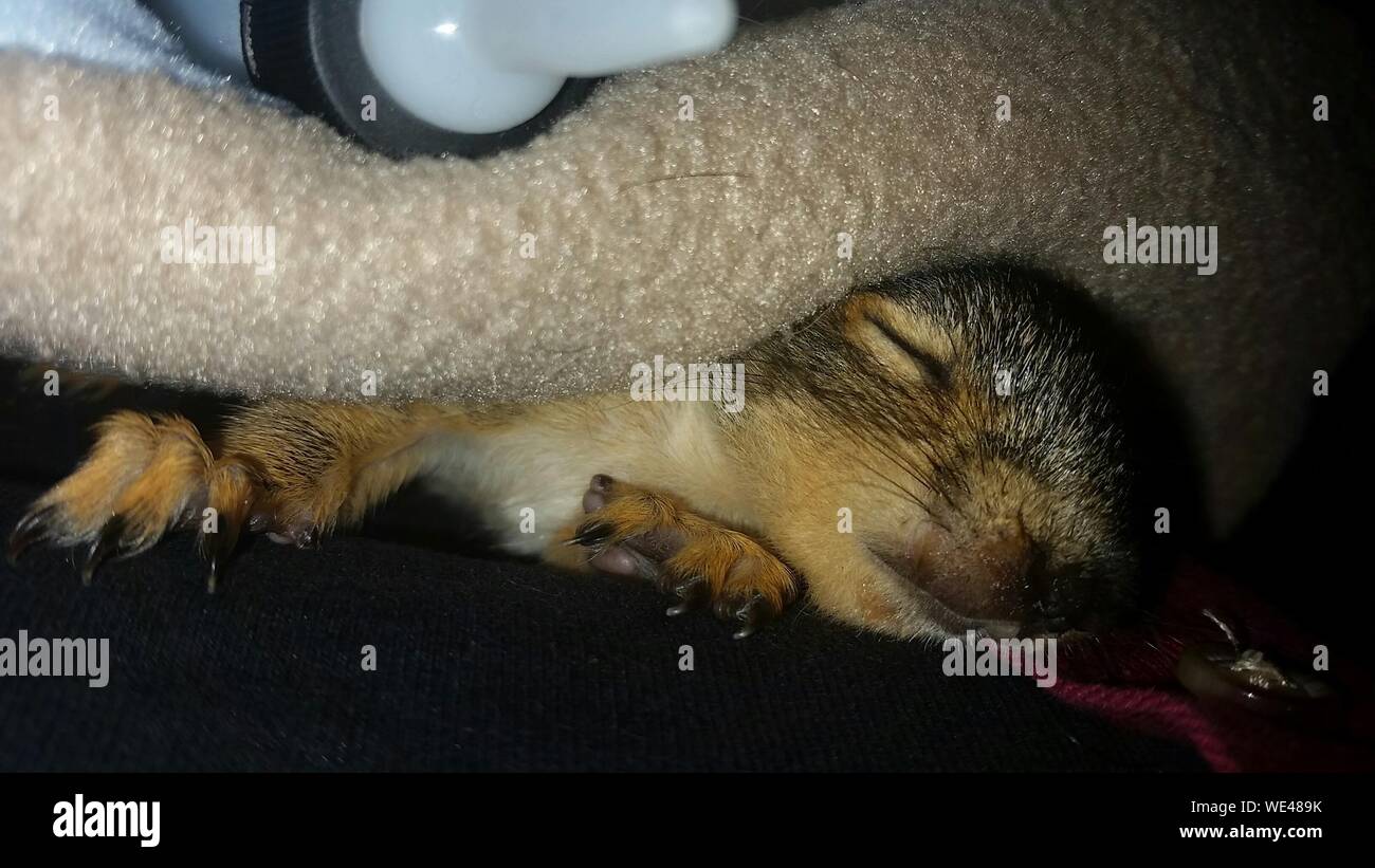 Young Squirrel Wrapped In Blanket On Bed Stock Photo Alamy Young Squirrel Wrapped In Blanket On Bed Stock Photo Alamy