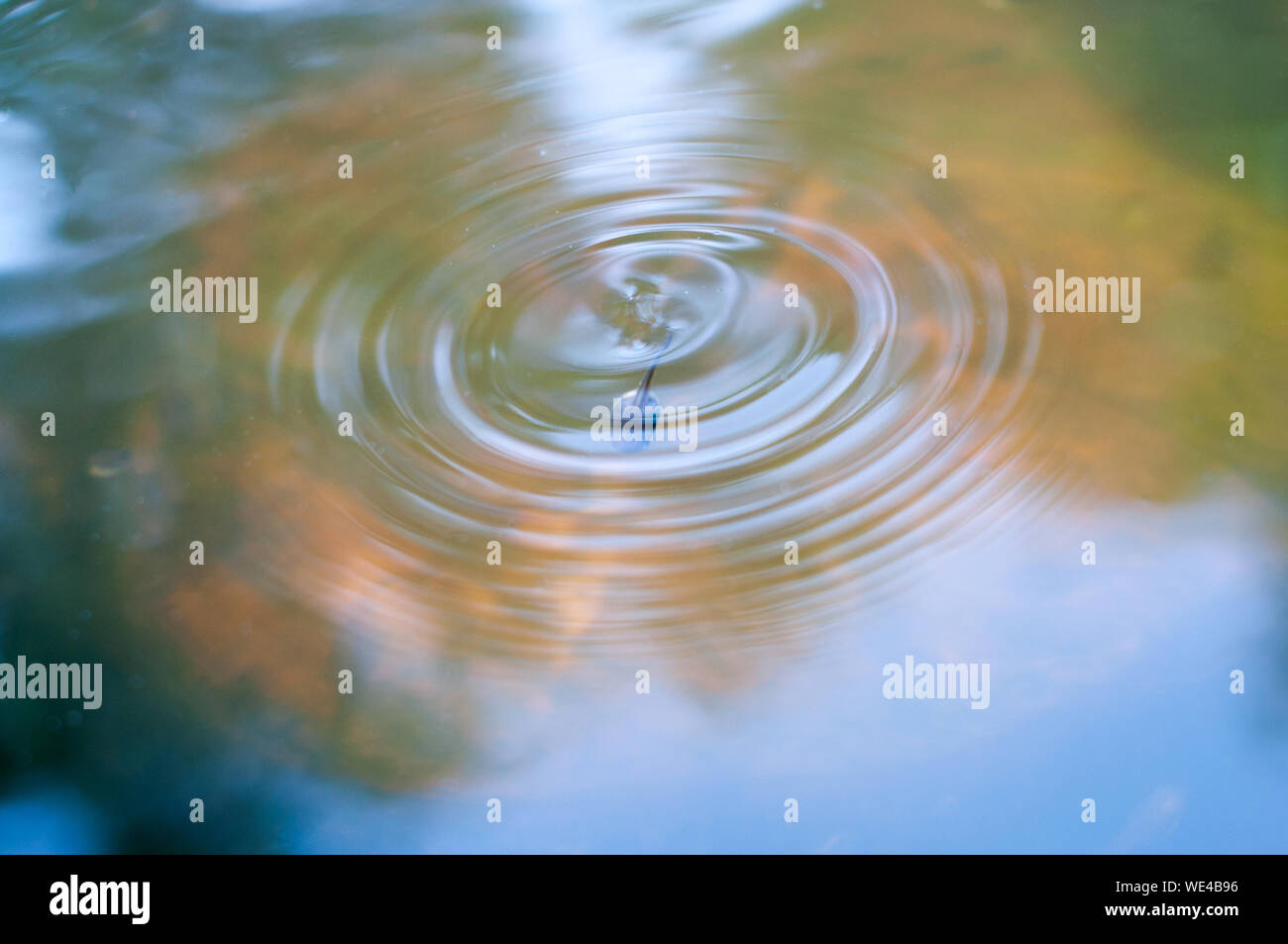 Wave circles on the water and blue reflections from tadpole Stock Photo