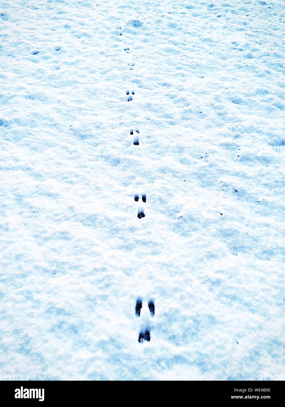 Paw Prints In Snow Stock Photo Alamy