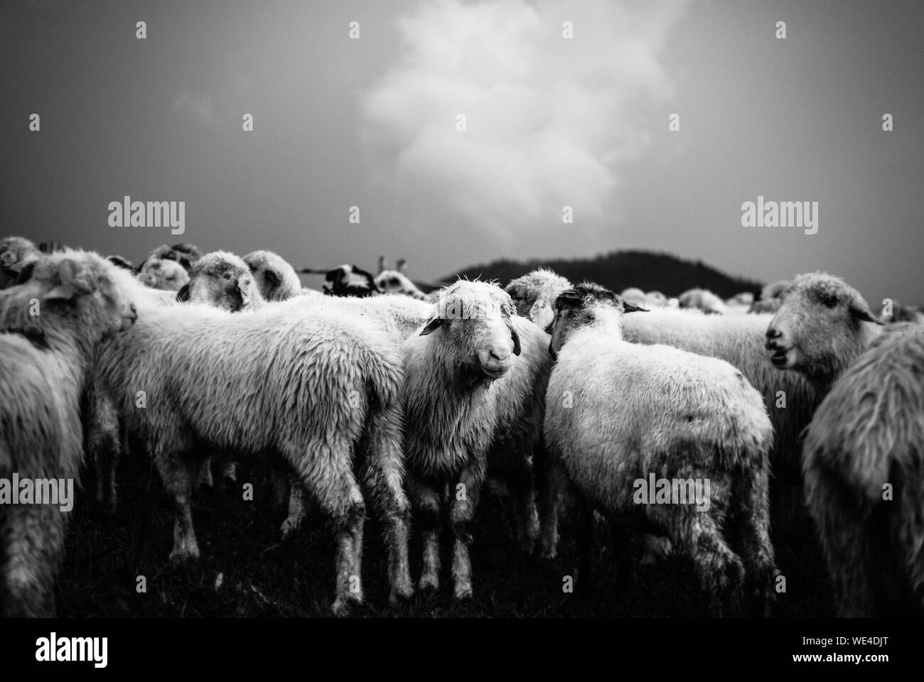 Flock of sheep hires stock photography and images Alamy