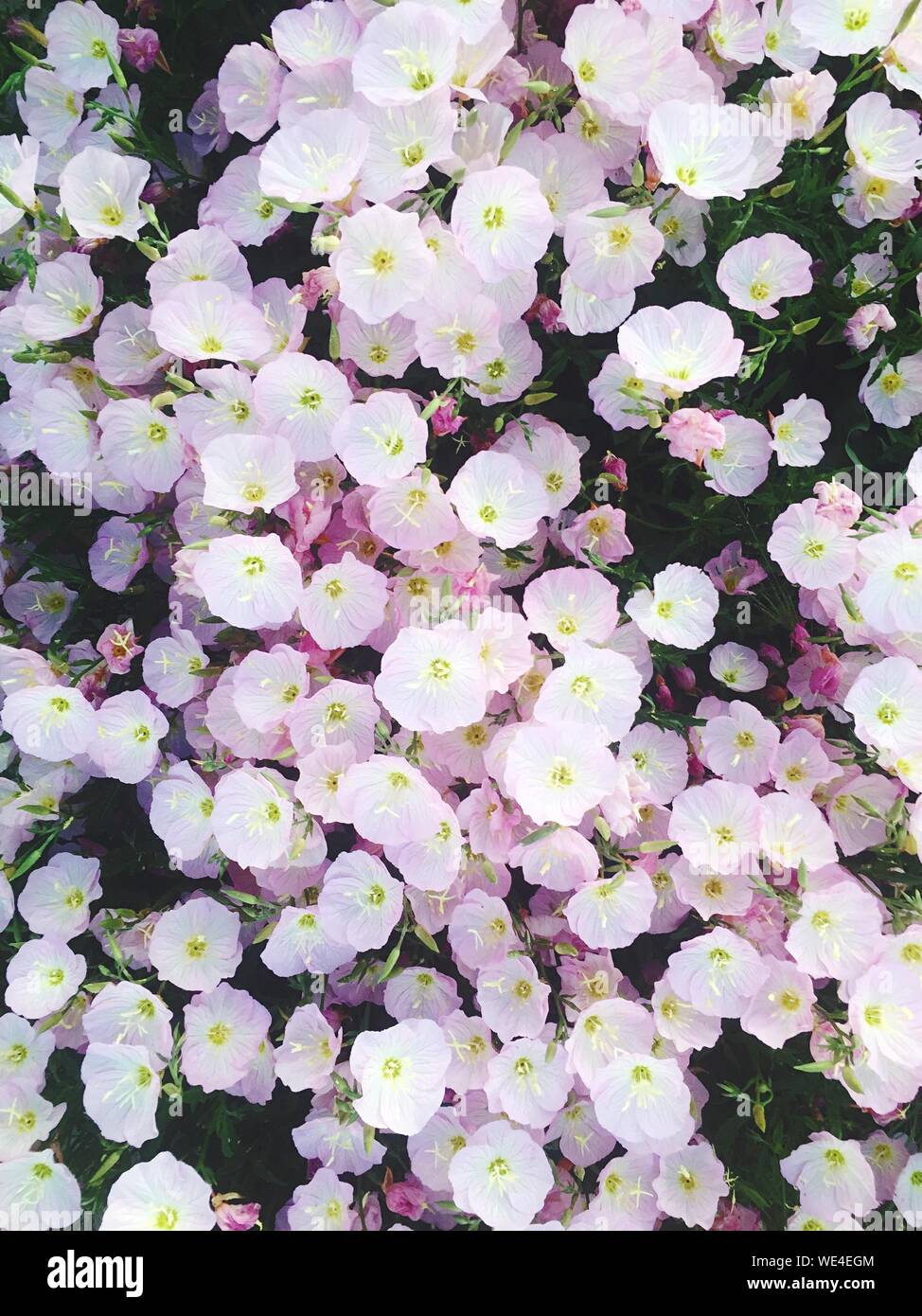 Pink wildflowers hi-res stock photography and images - Alamy