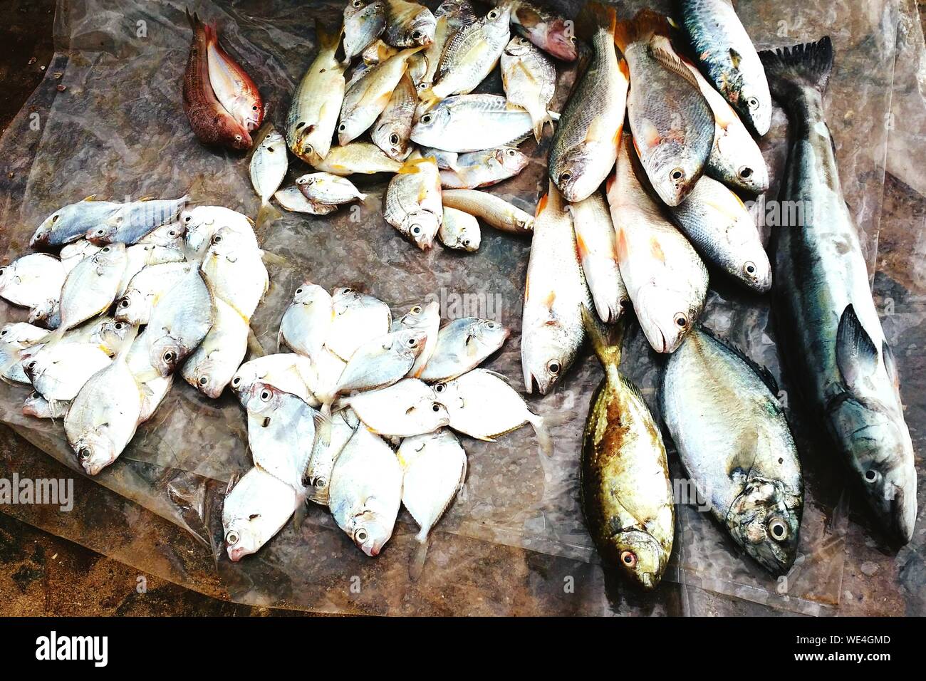 Freshly Caught Fish High Resolution Stock Photography and Images - Alamy
