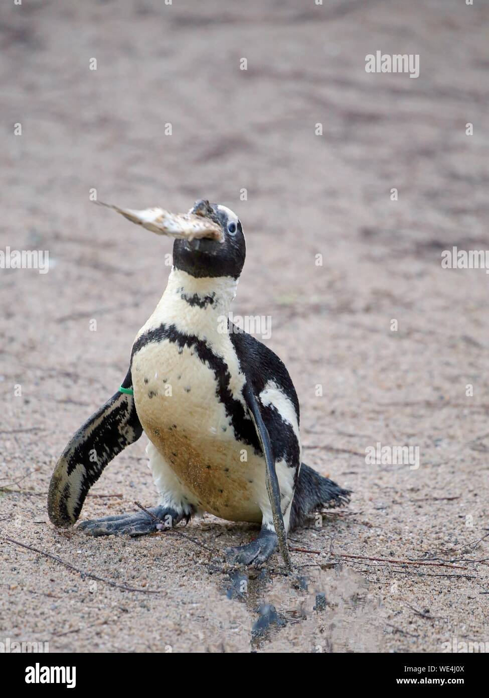 Penguin Eating Squid