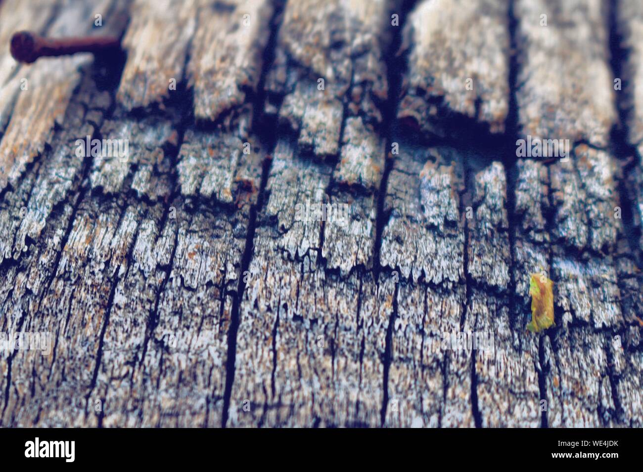 Nail in tree hires stock photography and images Alamy