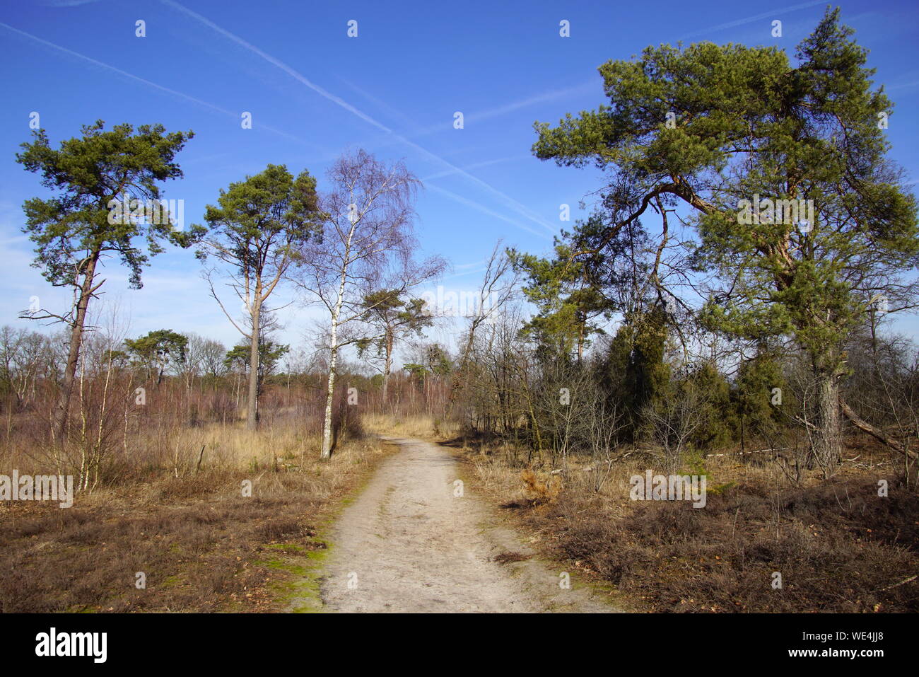 Dutch Natural heathland Strabrechtse Heide, North Brabant. Stock Photo