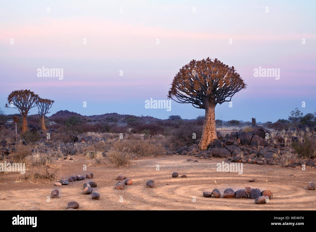 Quiver tree forest on blue and pink twilight sky background and magic stone  circles, fantastic african landscape in Keetmanshoop, Namibia Stock Photo -  Alamy