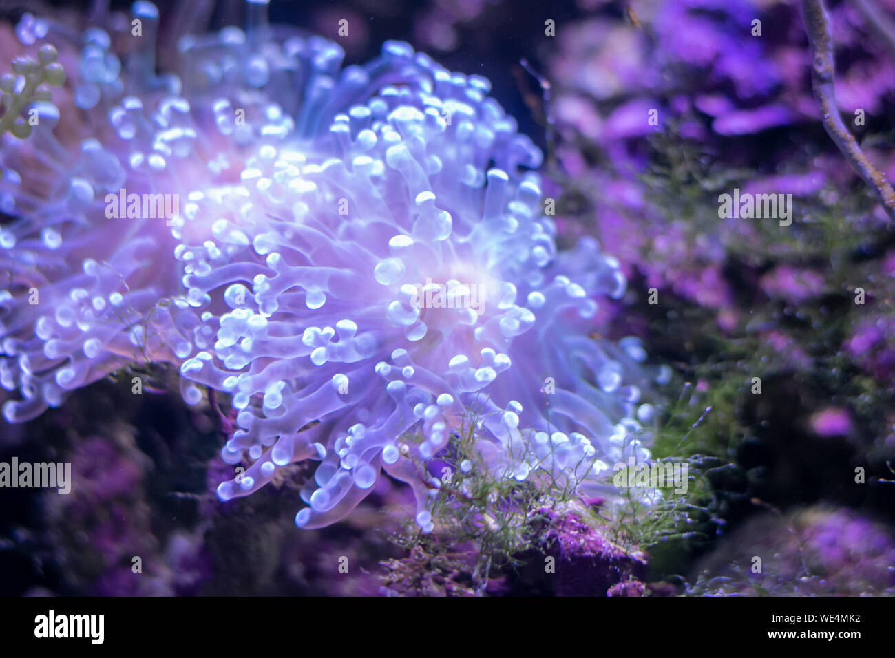 Underwater Flower