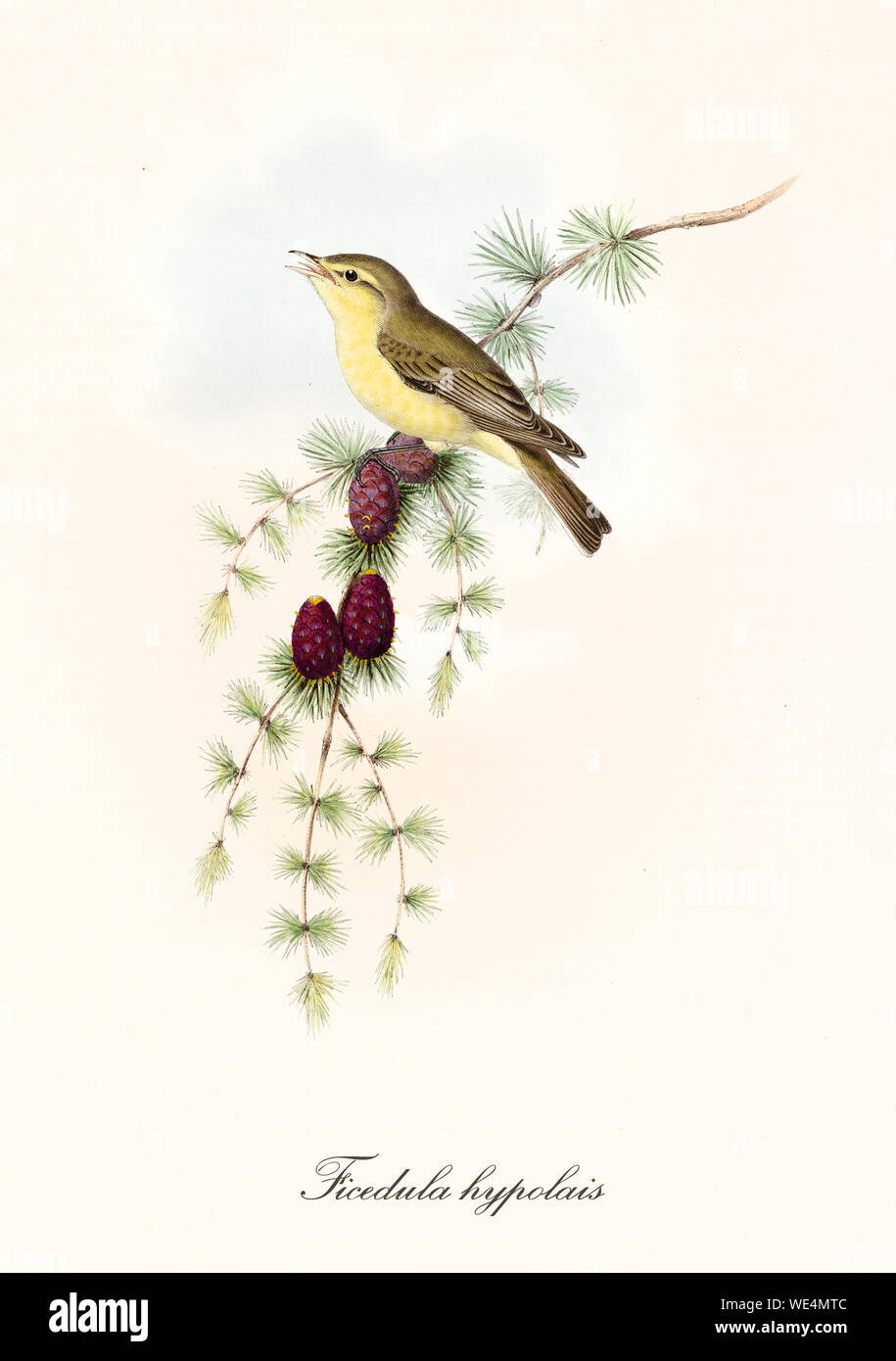 Bird Composition Stock Illustrations – 25,171 Bird Composition Stock  Illustrations, Vectors & Clipart - Dreamstime