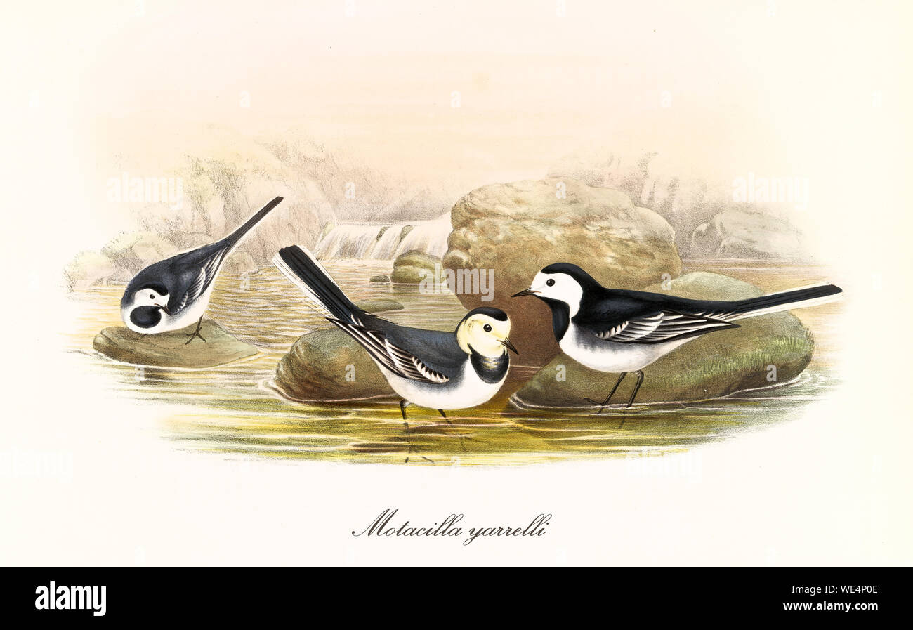 Cute black and white birds walking on the low water in a rocky context with little waterfalls on background. Old illustration of Pied Watgail (Motacilla alba yarrelli). John Gould, London 1862 - 1873 Stock Photo