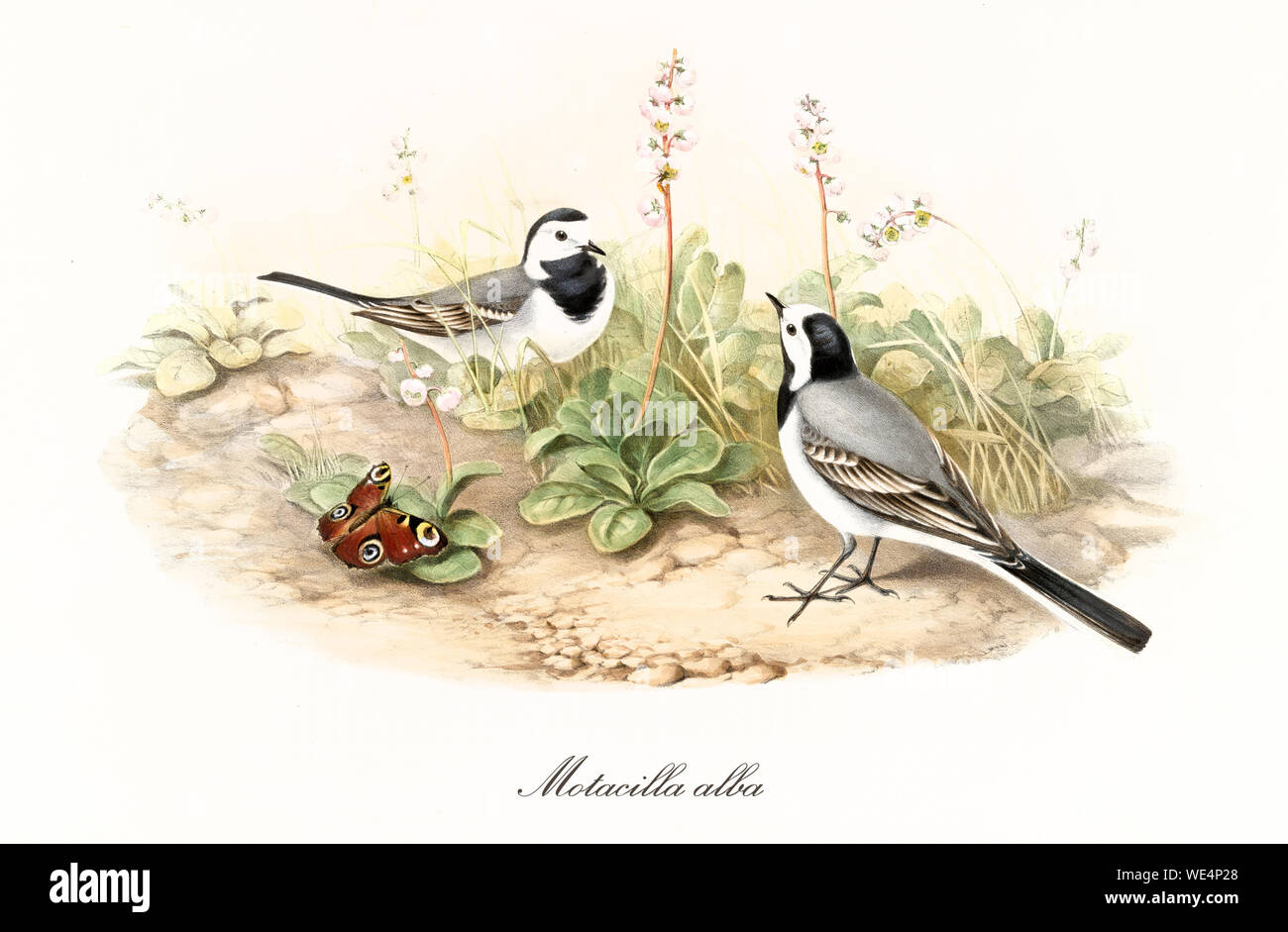 Two little black and white birds on a natural ground. Old detailed hand colored illustration of White Watgail (Motacilla alba). By John Gould publ. In London 1862 - 1873 Stock Photo