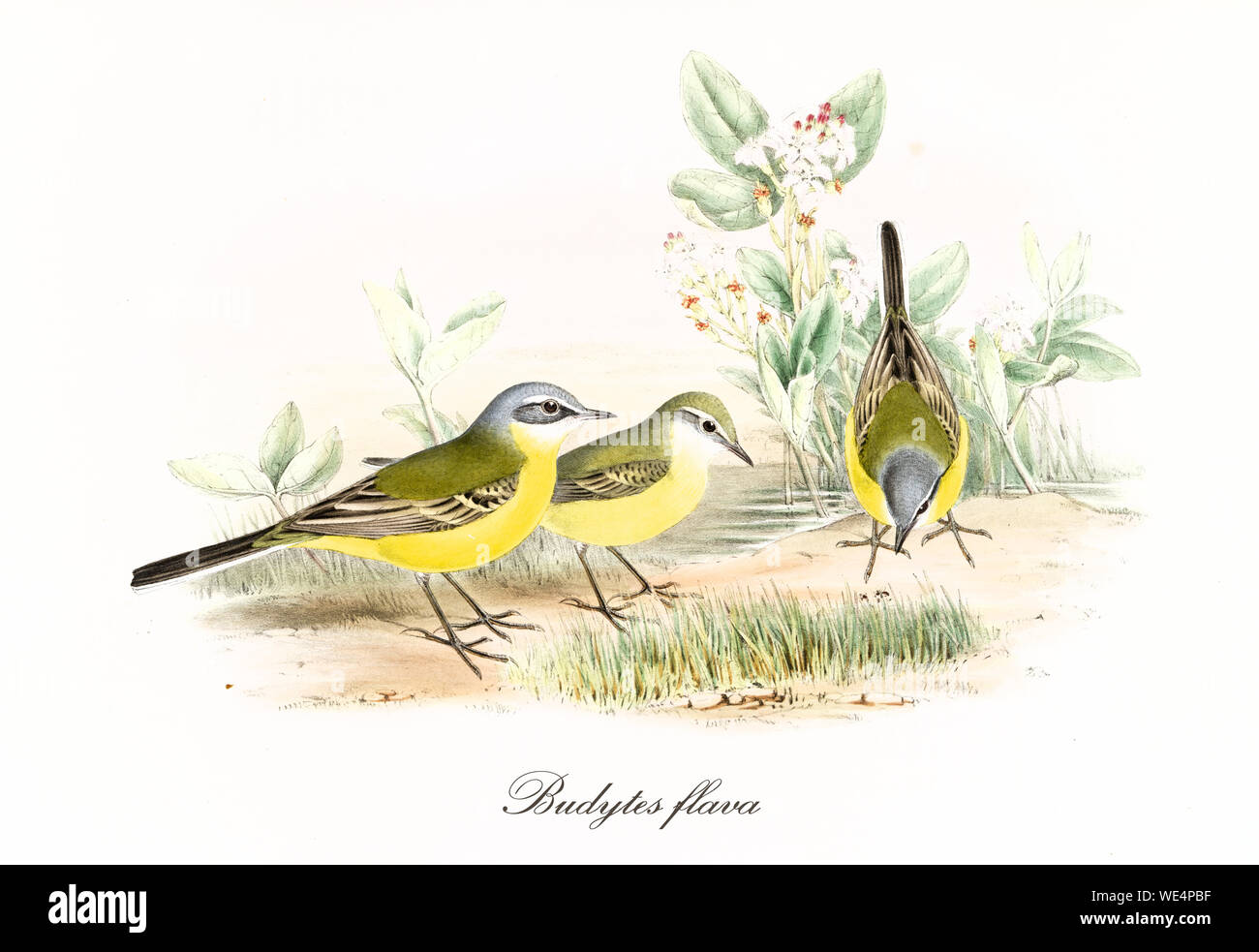 Yellow little cute birds getting food on the ground with vegetation in background. Old hand colored illustration of Western Yellow Wagtail (Motacilla flava). By John Gould publ. In London 1862 - 1873 Stock Photo