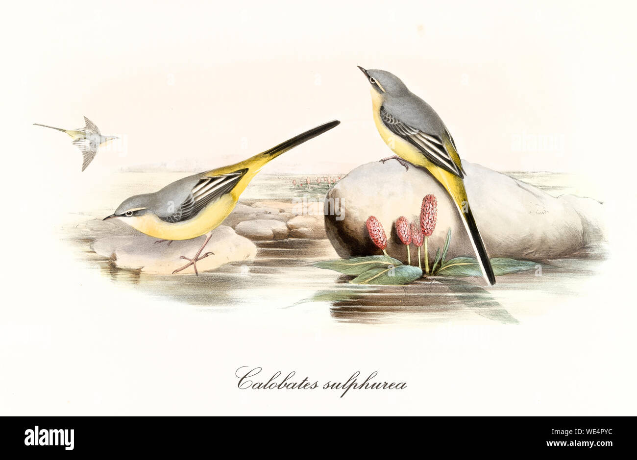 Two yellow and gray cute birds on a smooth rock partial immersed in a water surface. Old illustration of Grey Wagtail (Motacilla cinerea winter plumage). By John Gould publ. In London 1862 - 1873 Stock Photo