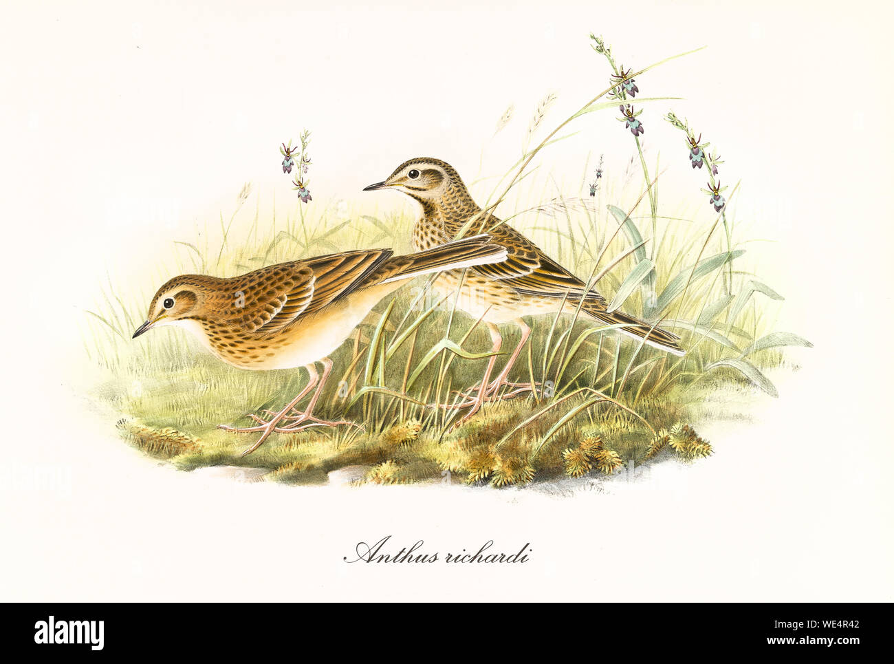 Two brownish and black dotted birds on a grassy surface looking for food. Vintage style hand colored illustration, rich of details, by John Gould publ. In London 1862 - 1873 Stock Photo