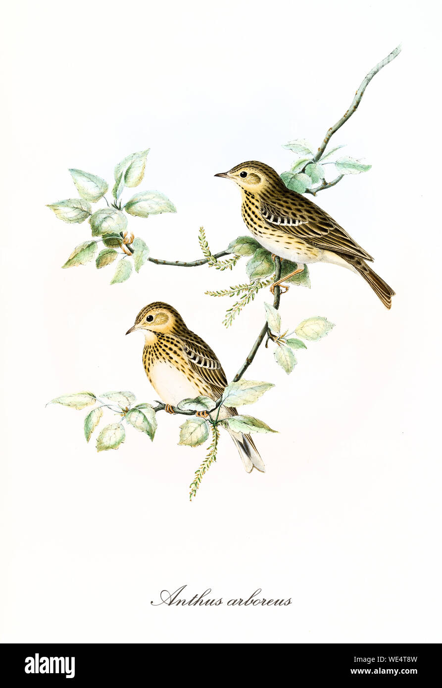 Two little cute birds getting rest on a isolated leafed thin single branch. Hand colored old illustration of Tree Pipit (Anthus trivialis). Detailed graphic by John Gould publ. In London 1862 - 1873 Stock Photo