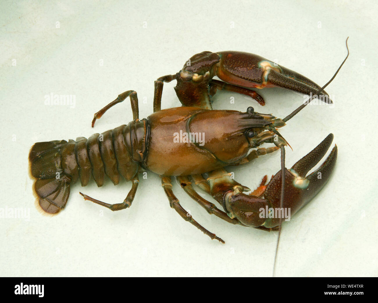 Signal Crayfish, Milton Keynes, UK Stock Photo Alamy