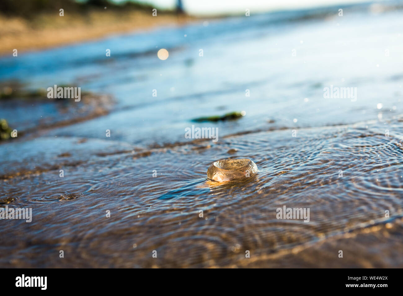 Single Moon Jellyfish lying on the Baltic Sea beach during the sunset Stock Photo