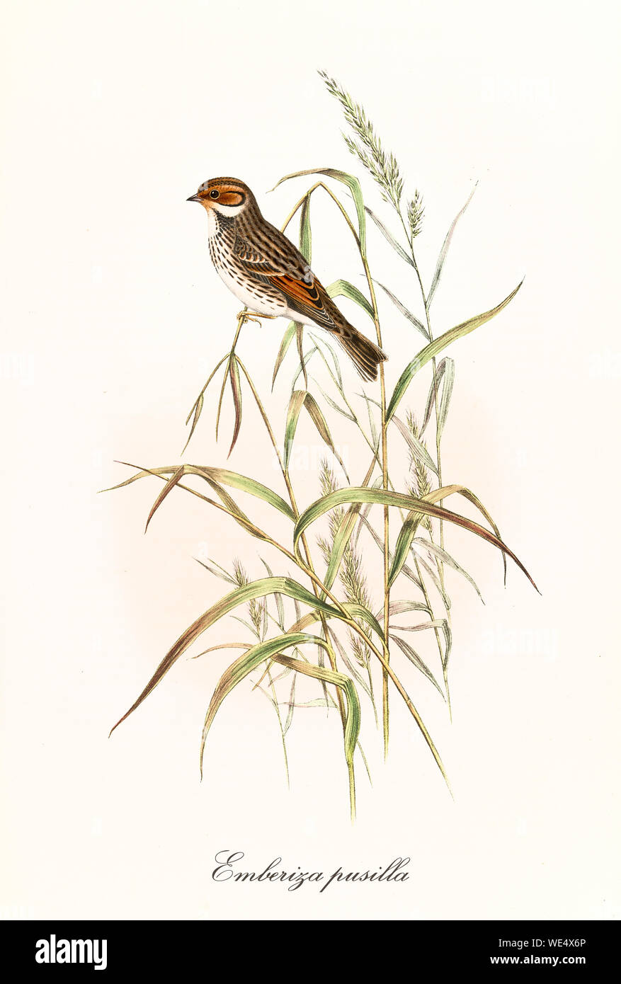 Isolated single little bird posing on a blade of grass over a white background. Detailed hand colored old style illustration of Little Bunting (Emberiza pusilla). By John Gould, London 1862 - 1873 Stock Photo