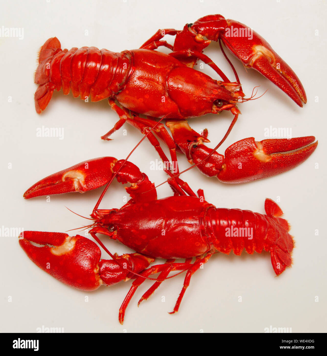 Cooked Signal Crayfish, Milton Keynes, UK Stock Photo Alamy