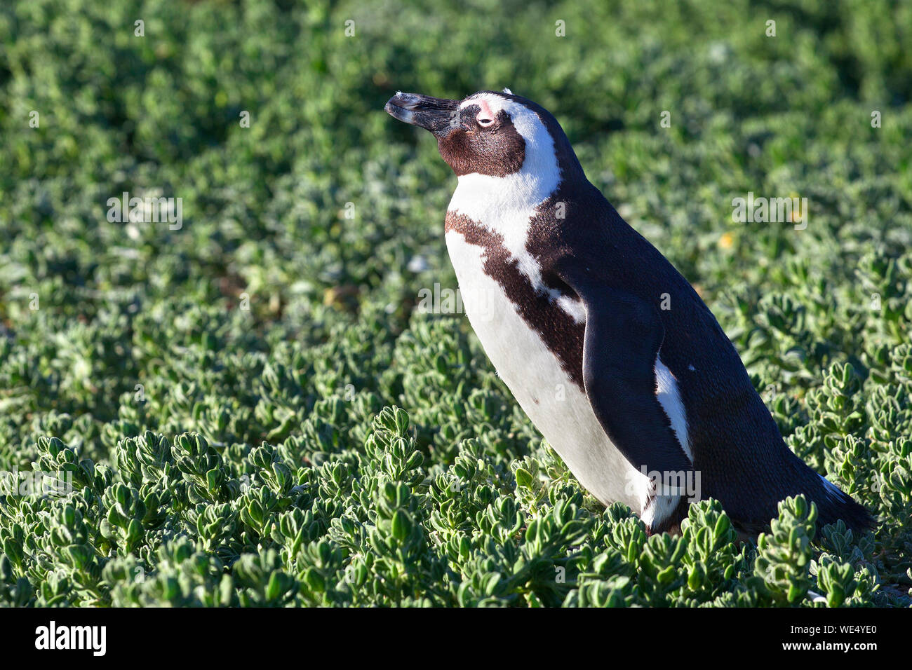 African spheniscus penguin on green grass background in sunny day close up, South Africa coast Stock Photo