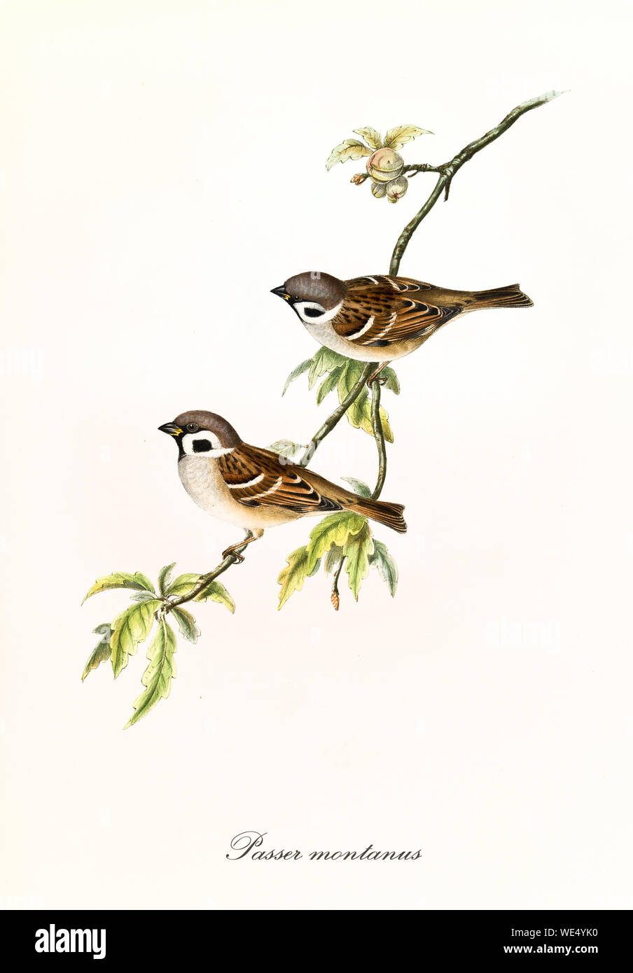 Two isolated little birds on a single isolated thin branch covered by few leaves. Detailed hand colored old illustration of Eurasian Tree Sparrow (Passer montanus). By John Gould, London 1862 - 1873 Stock Photo