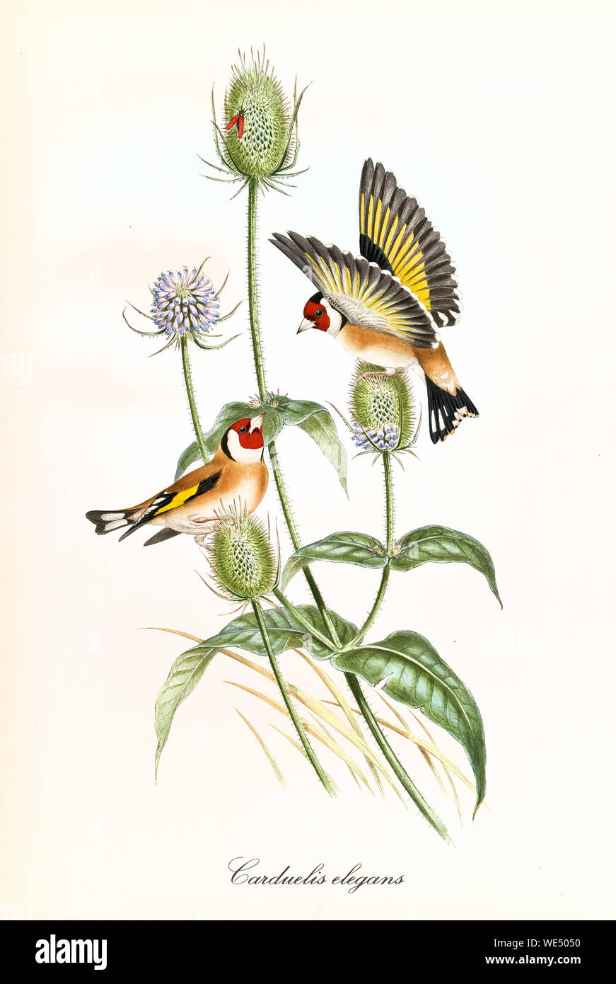 Two little cute happy birds with opened and closed wings on buds of a single thin plant. Vintage hand colored illustration of Goldfinch (Carduelis carduelis). By John Gould publ. In London 1862 - 1873 Stock Photo