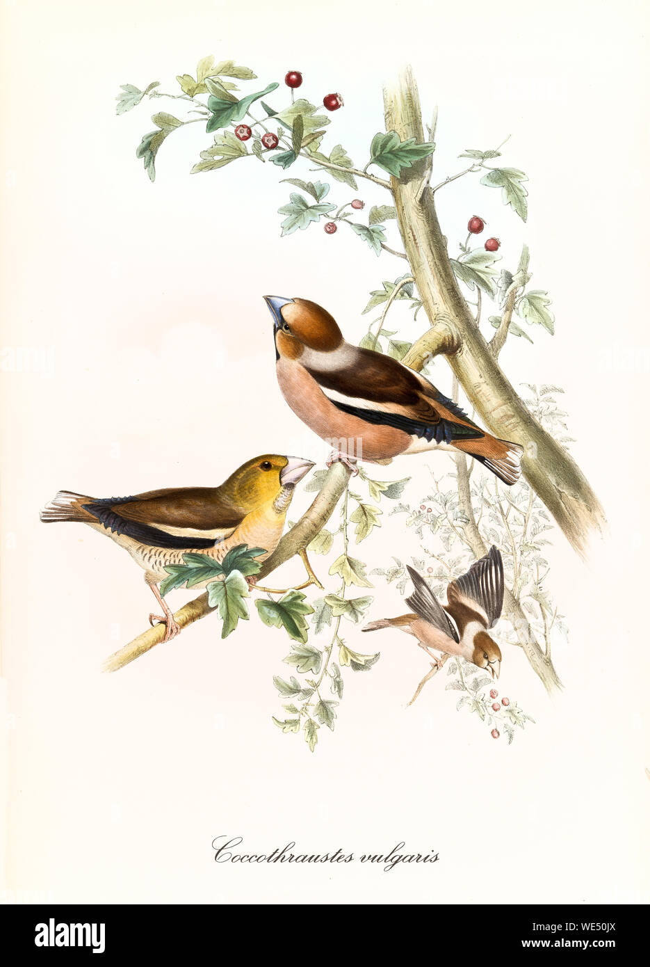 Little cute birds flying and posing on a robust branch with leaves and red berries. Vintage hand colored illustration of Hawfinch (Coccothraustes coccothraustes). By John Gould, London 1862 - 1873 Stock Photo