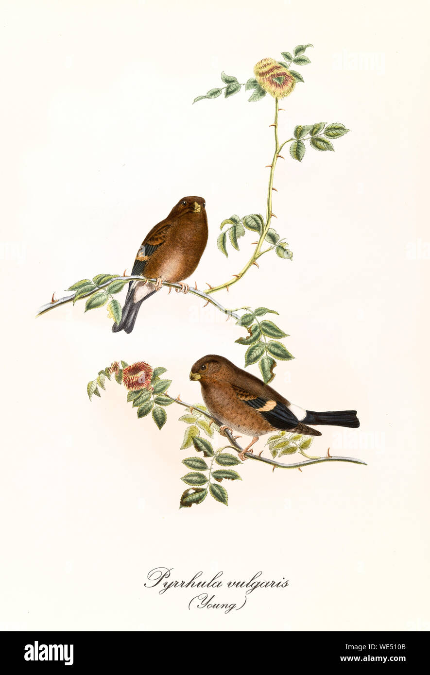 Two little cute brown birds on a single thin thorny branch. Detailed hand colored old illustration of Eurasian Bullfinch (Pyrrhula pyrrhula) juvenile. By John Gould publ. In London 1862 - 1873 Stock Photo