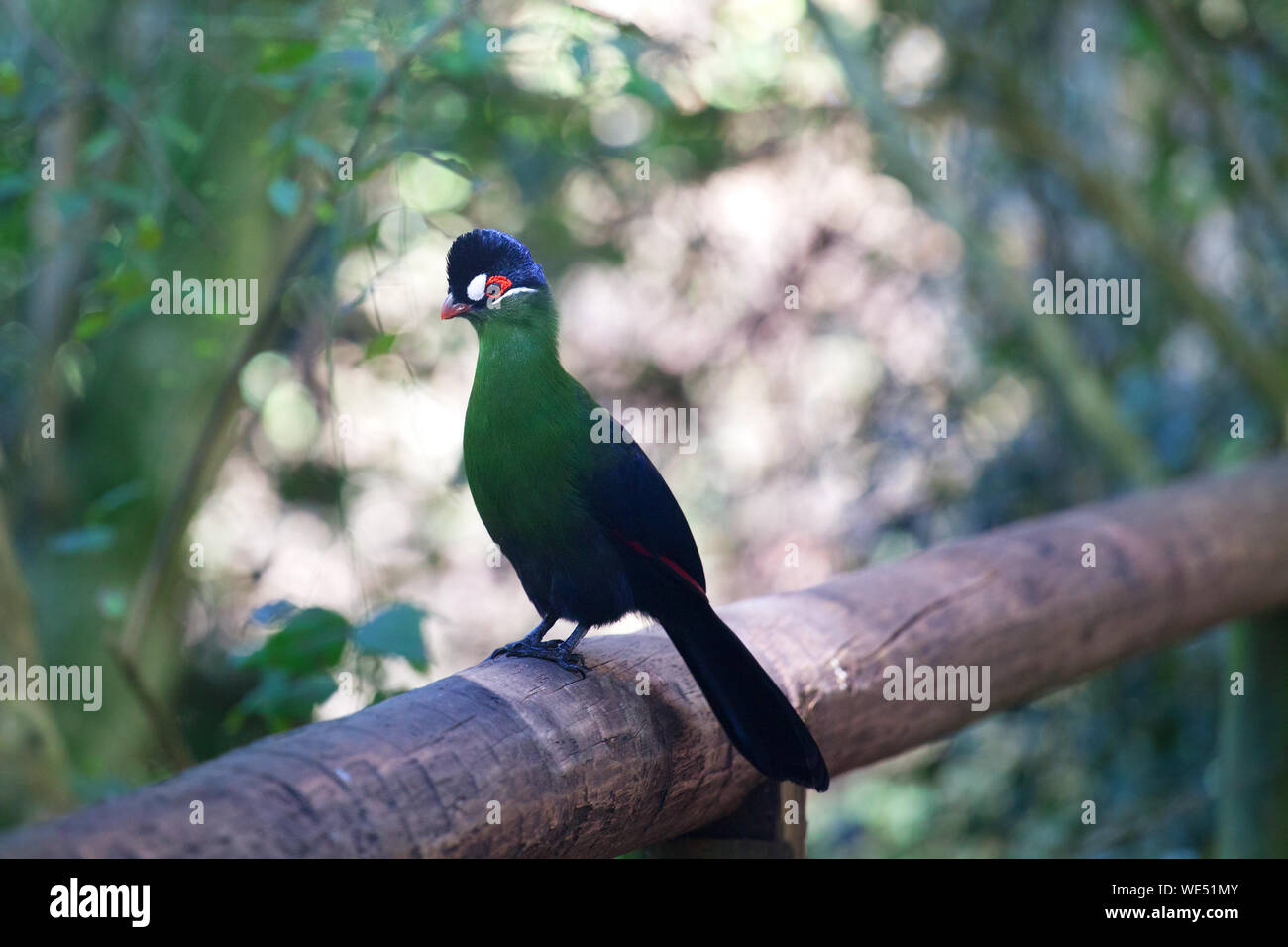 Hartlaub's turaco, Tauraco hartlaubi green and blue bird banana eaters sits on branch on blurred green tree forest background close up, South Africa Stock Photo