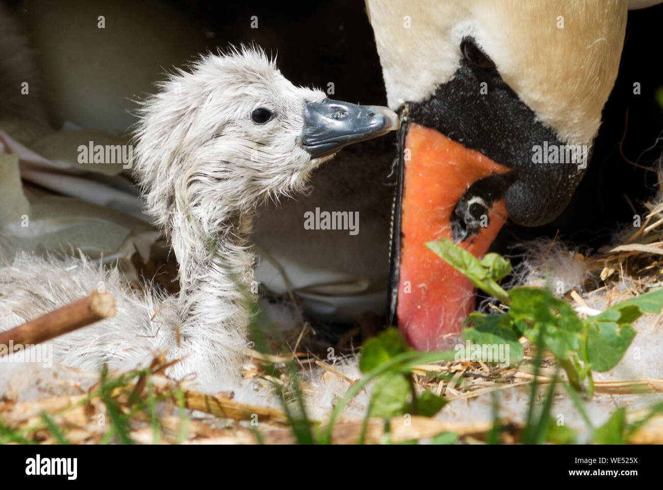 Swan with newly hatched Stock Photo Alamy