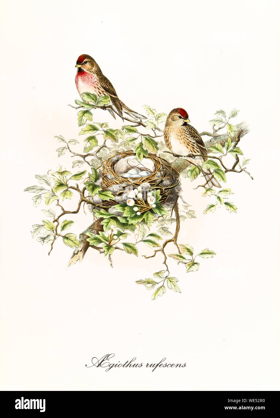 REDPOLL PRINT vintage lithograph from 1958