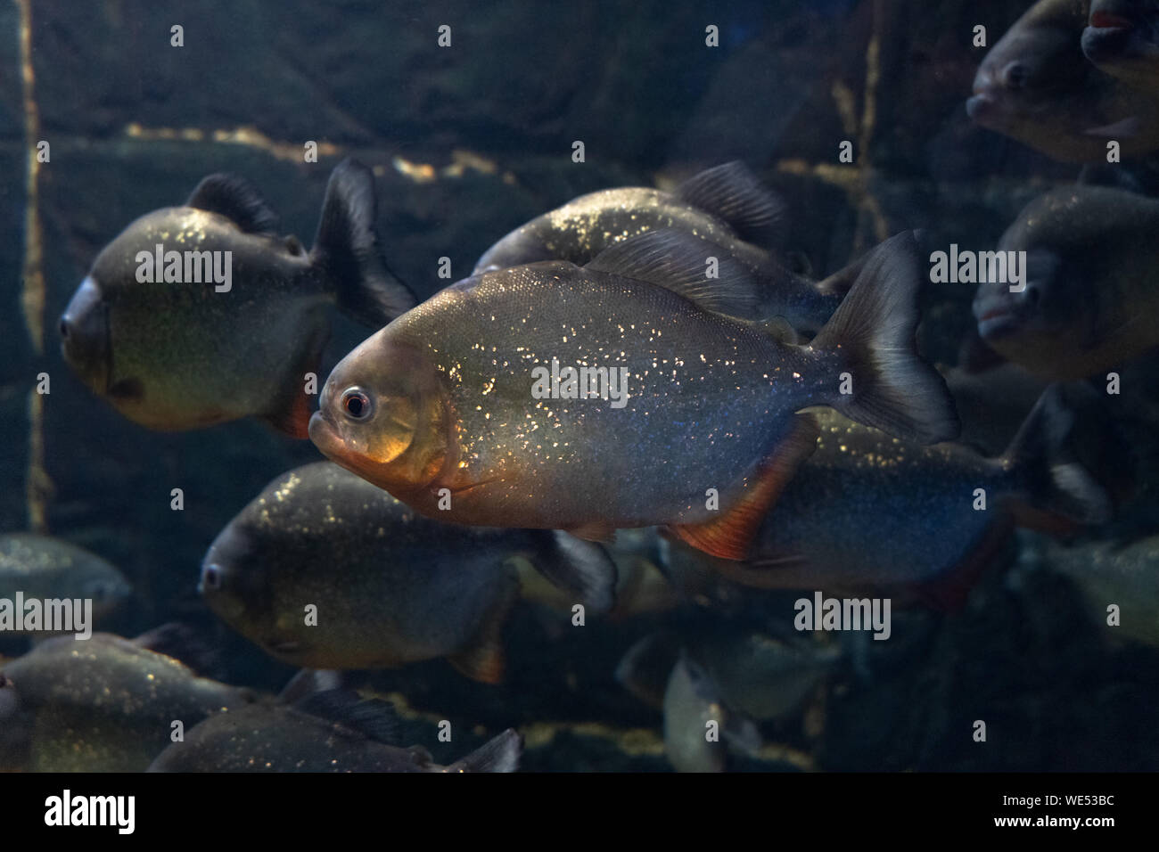Piranha Natterer. Serrasalmus natterer. Marine background. Fish close-up. Stock Photo